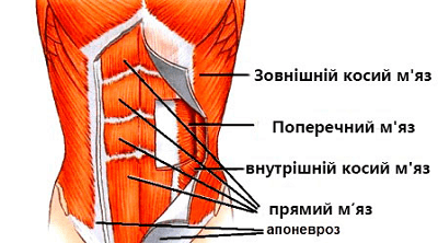 Анатомія м'язів живота