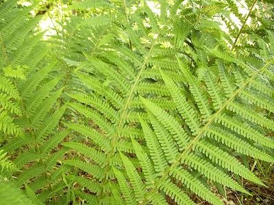 Чоловіча папороть