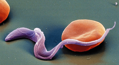 токсоплазма гондії