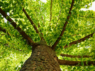 bagata-istoriya-ginkgo-biloba