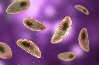 toxoplasma-gondii
