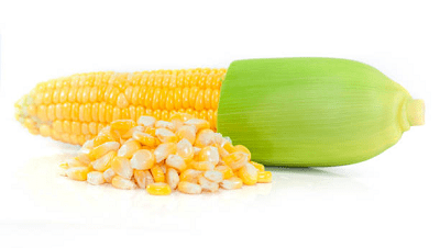 dlya-chogo-vykorystovuyut-kukurudzu.