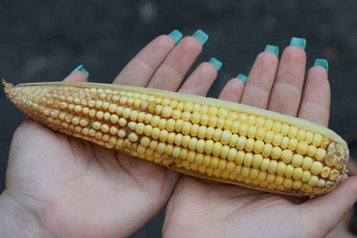 kukurudza-korysna-vsim