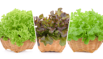 yak-vybraty-i-zberigaty-salat.