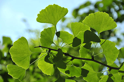 ginkgo-biloba