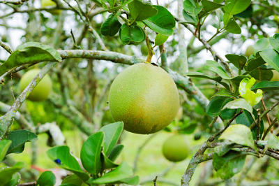 yak-roste-pomelo
