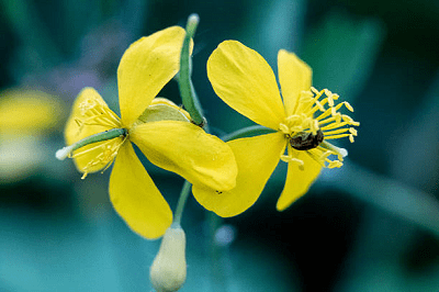 Трава чистотіл. Лікувальні властивості.